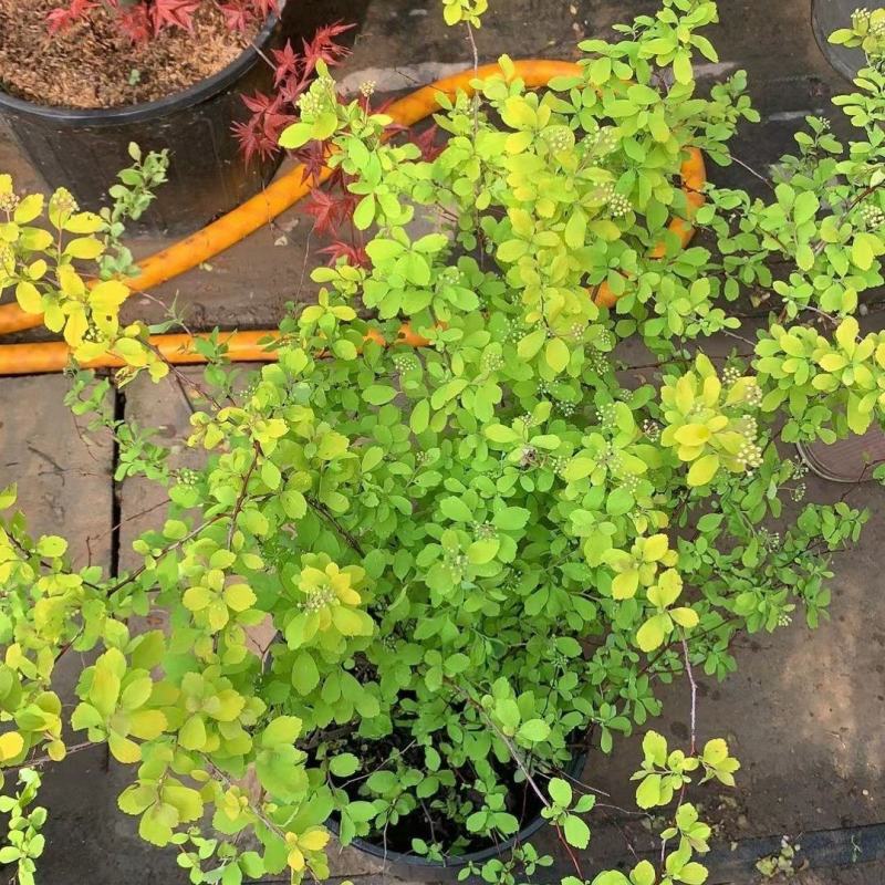 绣线菊绿植黄金喷泉花苗花园庭院花卉植物盆栽耐寒好养活