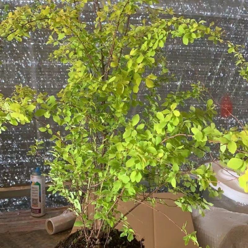 绣线菊绿植黄金喷泉花苗花园庭院花卉植物盆栽耐寒好养活