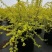 绣线菊绿植黄金喷泉花苗花园庭院花卉植物盆栽耐寒好养活