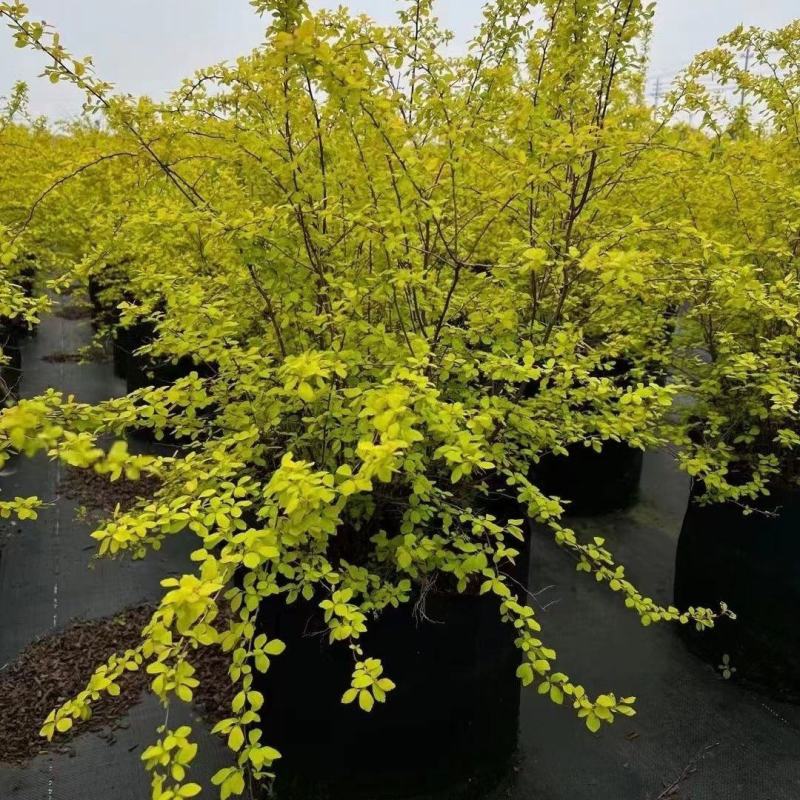 绣线菊绿植黄金喷泉花苗花园庭院花卉植物盆栽耐寒好养活