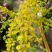 绣线菊绿植黄金喷泉花苗花园庭院花卉植物盆栽耐寒好养活