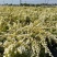 绣线菊绿植黄金喷泉花苗花园庭院花卉植物盆栽耐寒好养活