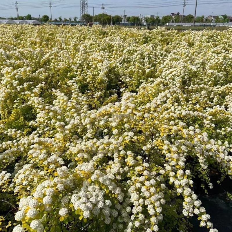 绣线菊绿植黄金喷泉花苗花园庭院花卉植物盆栽耐寒好养活