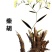 河南南阳伏牛山野生紫柴胡，根大，多年生