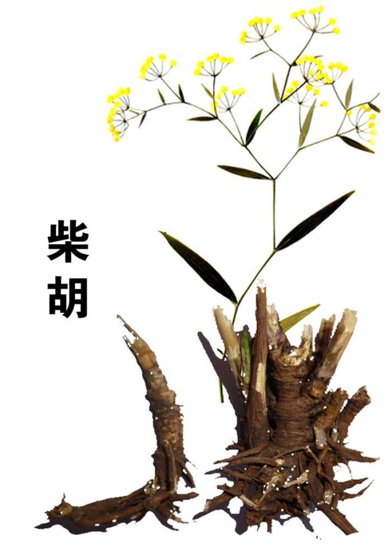 河南南阳伏牛山野生紫柴胡，根大，多年生