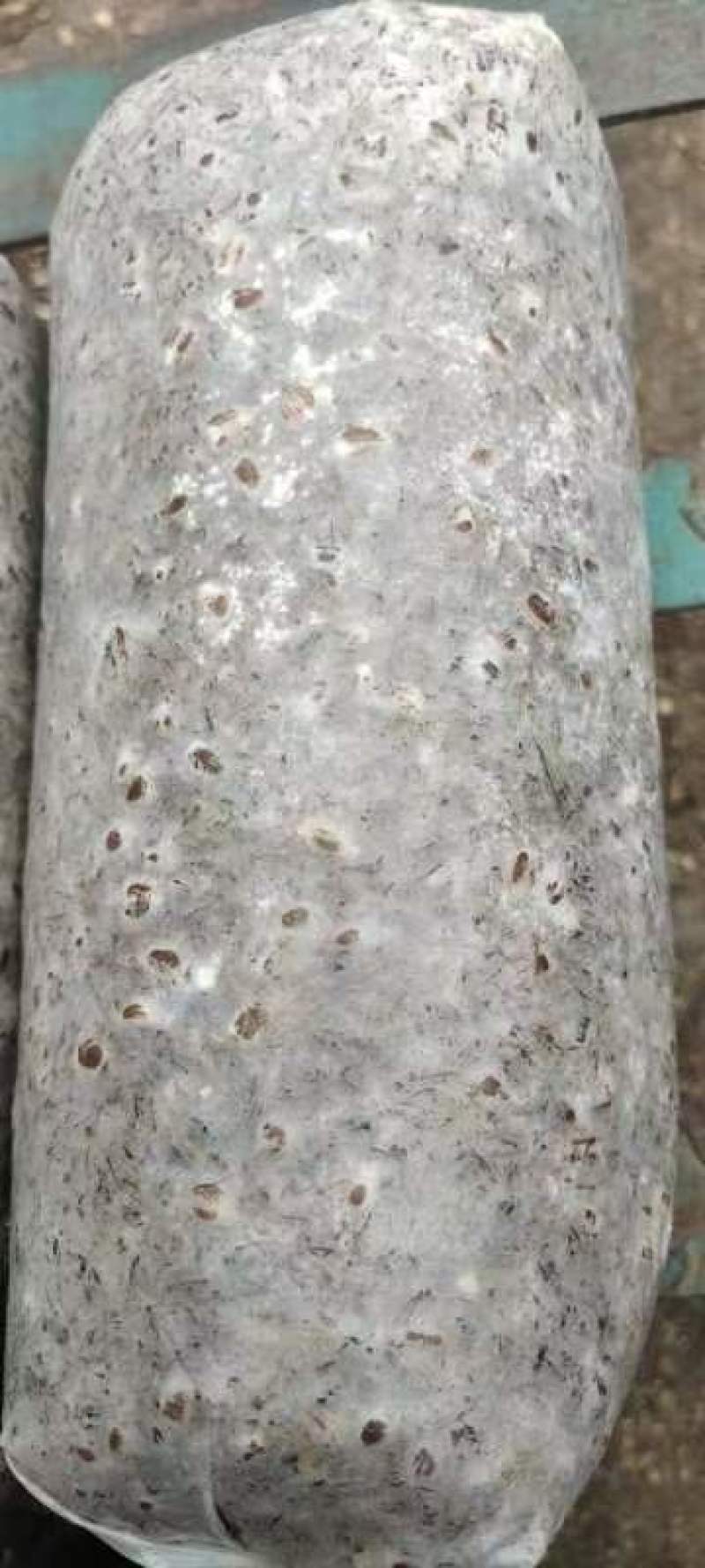 羊肚菌菌种