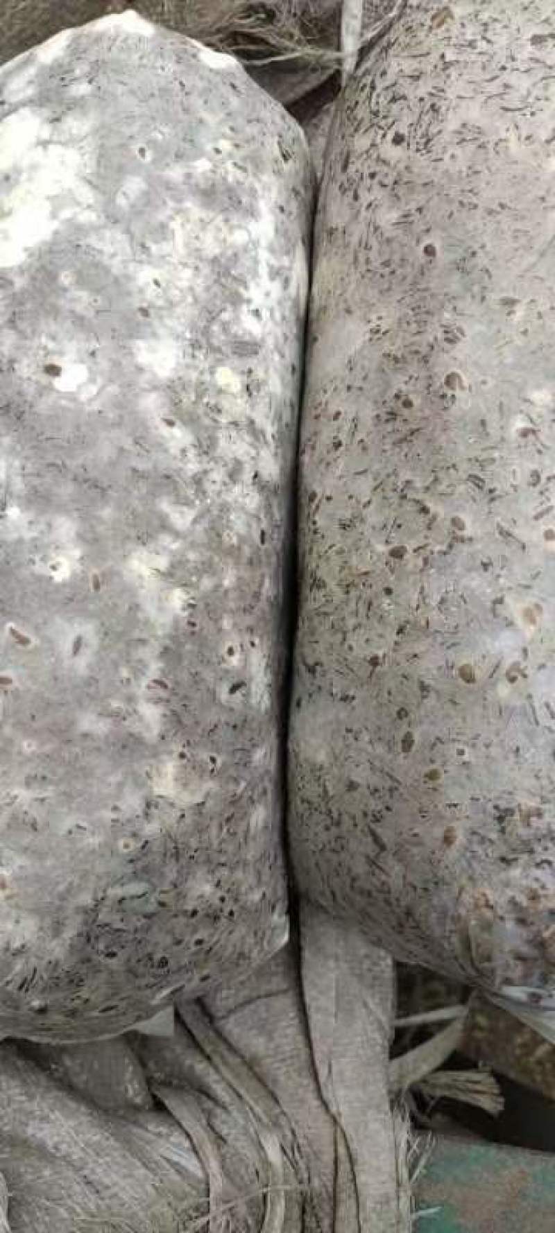 羊肚菌菌种