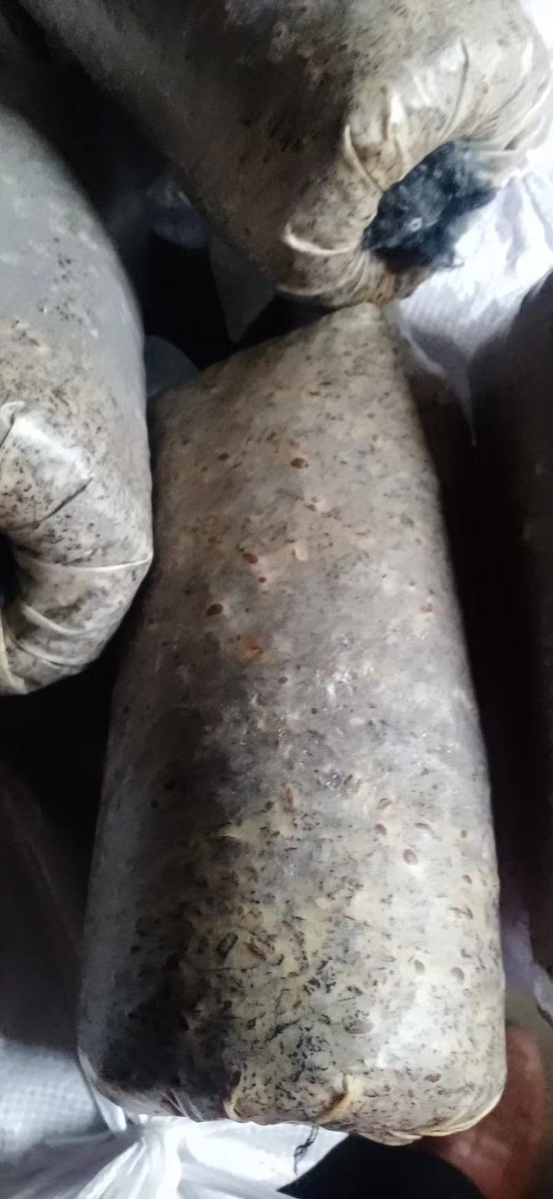 羊肚菌菌种