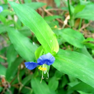 野生中草药种子鸭跖草种子鸡舌草种子碧竹子种子野生中药
