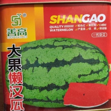 善高大果懒汉西瓜种子，50克