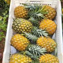 精品菠萝，来自菠萝的海。源头发货，价格便宜。