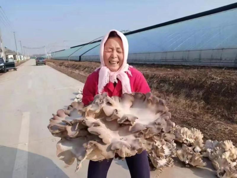 批发灵芝菇产地发货规格齐全只做高端货欢迎联系