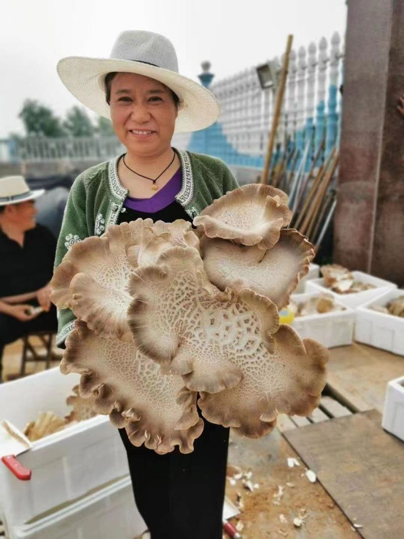 批发灵芝菇产地发货规格齐全只做高端货欢迎联系