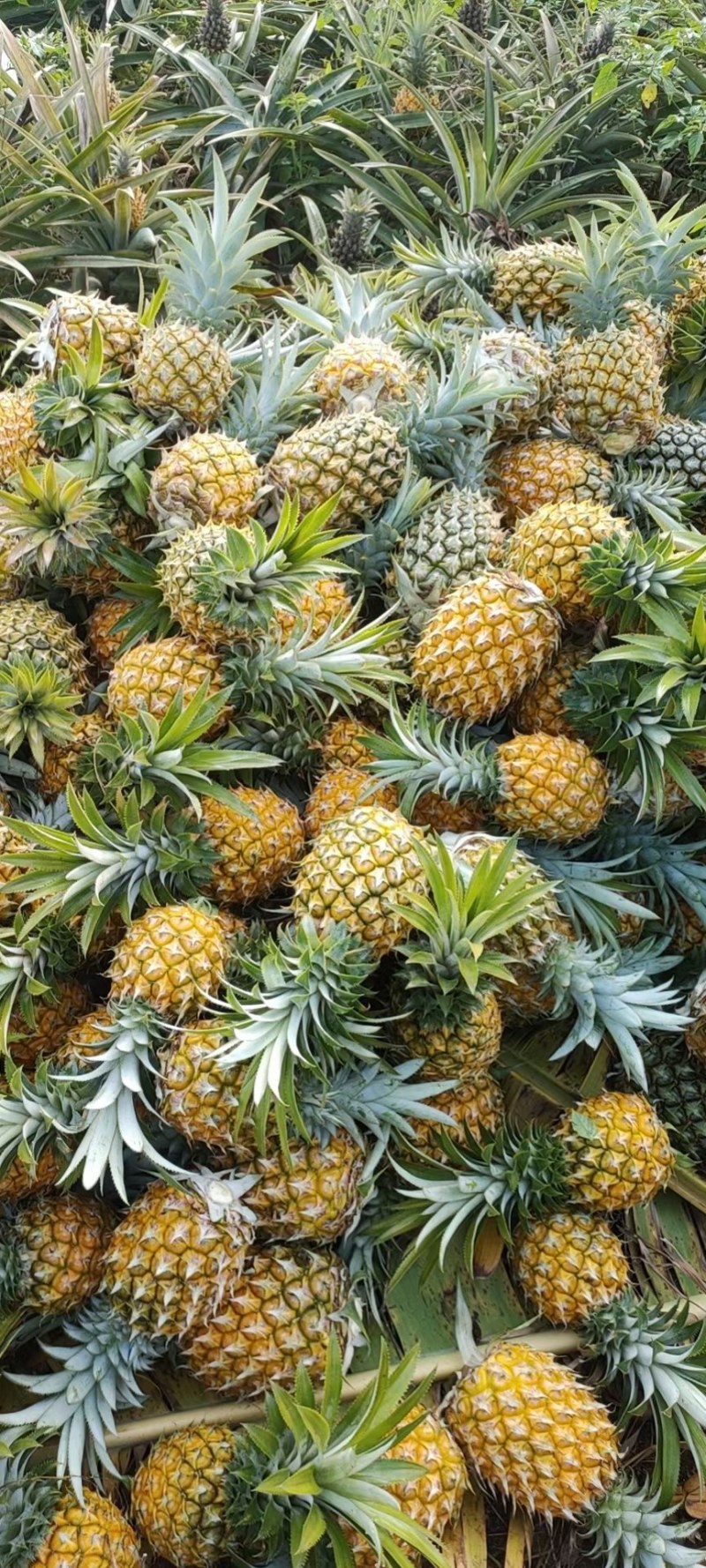 精品菠萝，来自菠萝的海。源头发货，价格便宜。