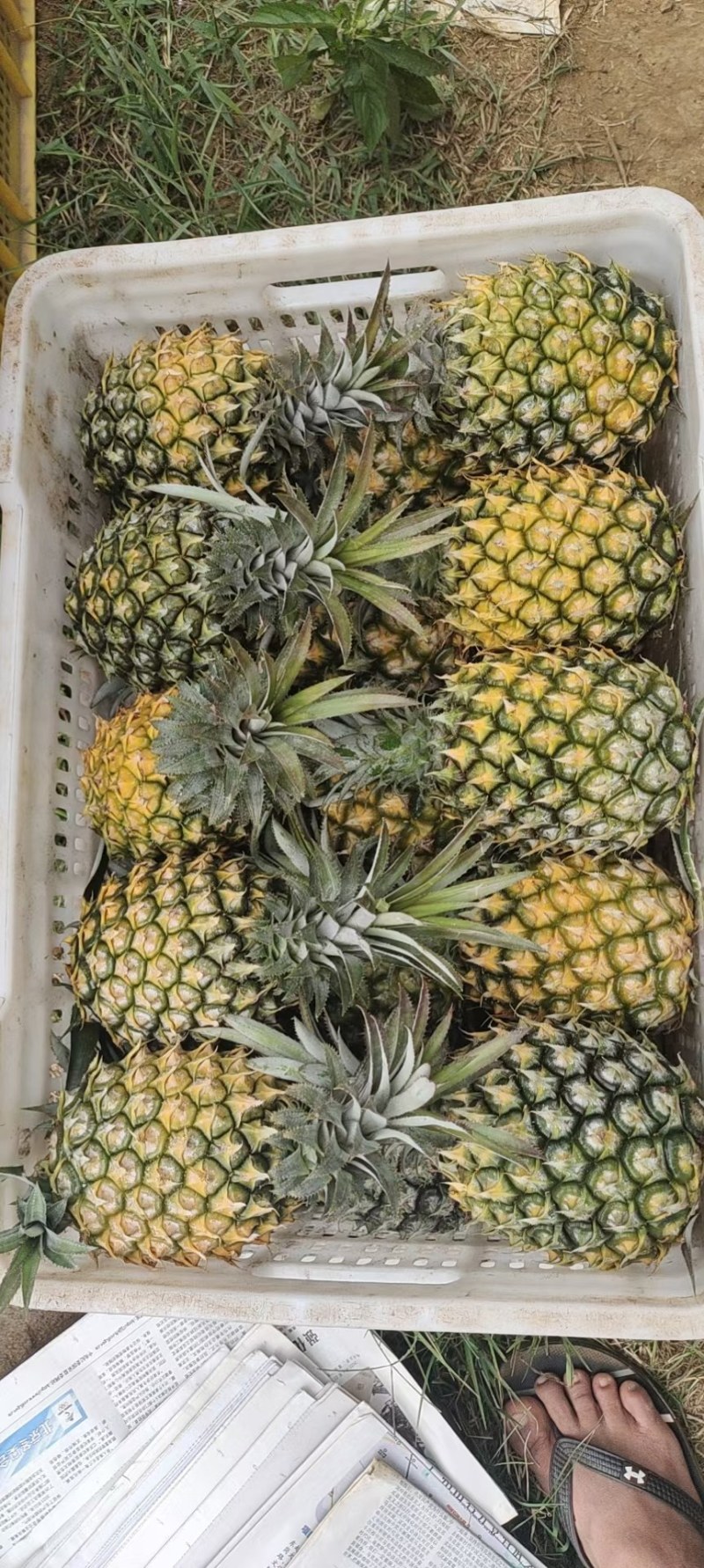 精品菠萝，来自菠萝的海。源头发货，价格便宜。