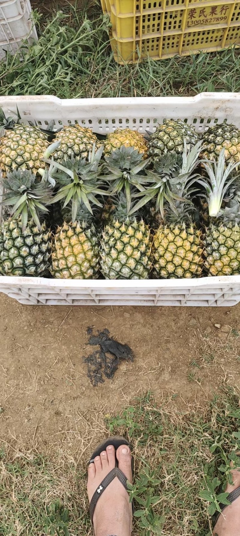 精品菠萝，来自菠萝的海。源头发货，价格便宜。