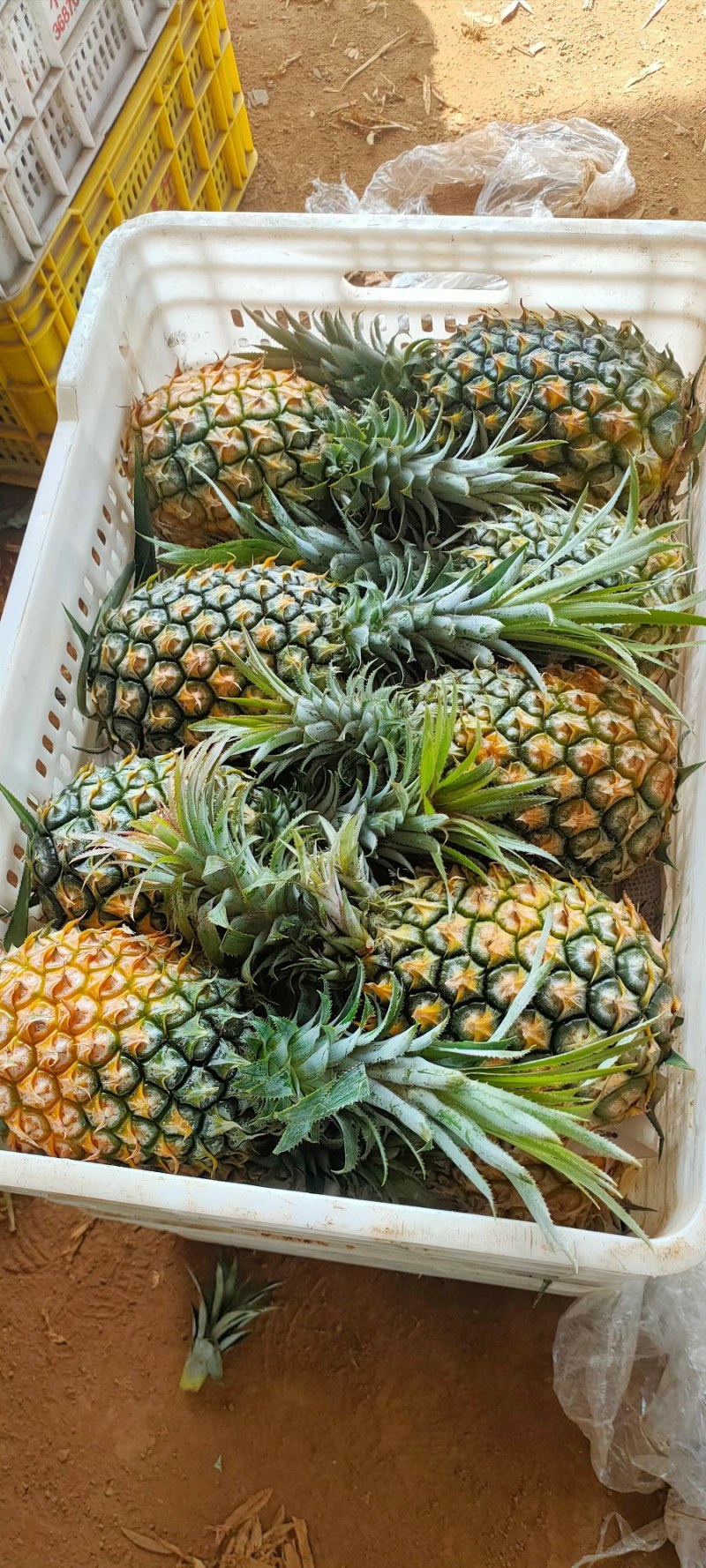 精品菠萝，来自菠萝的海。源头发货，价格便宜。