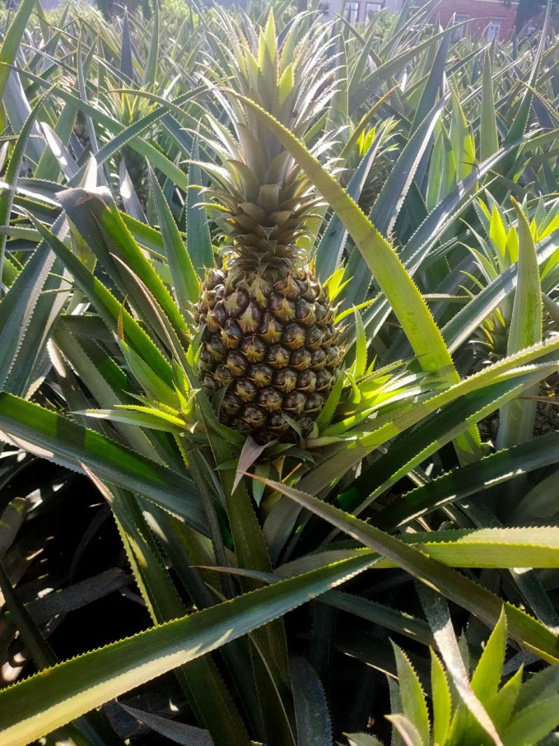 精品菠萝，来自菠萝的海。源头发货，价格便宜。