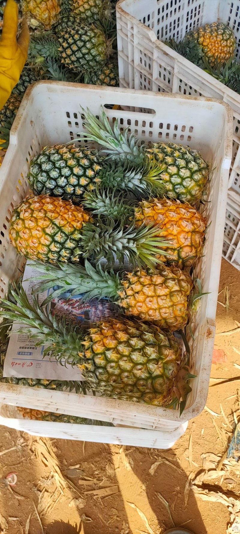 精品菠萝，来自菠萝的海。源头发货，价格便宜。