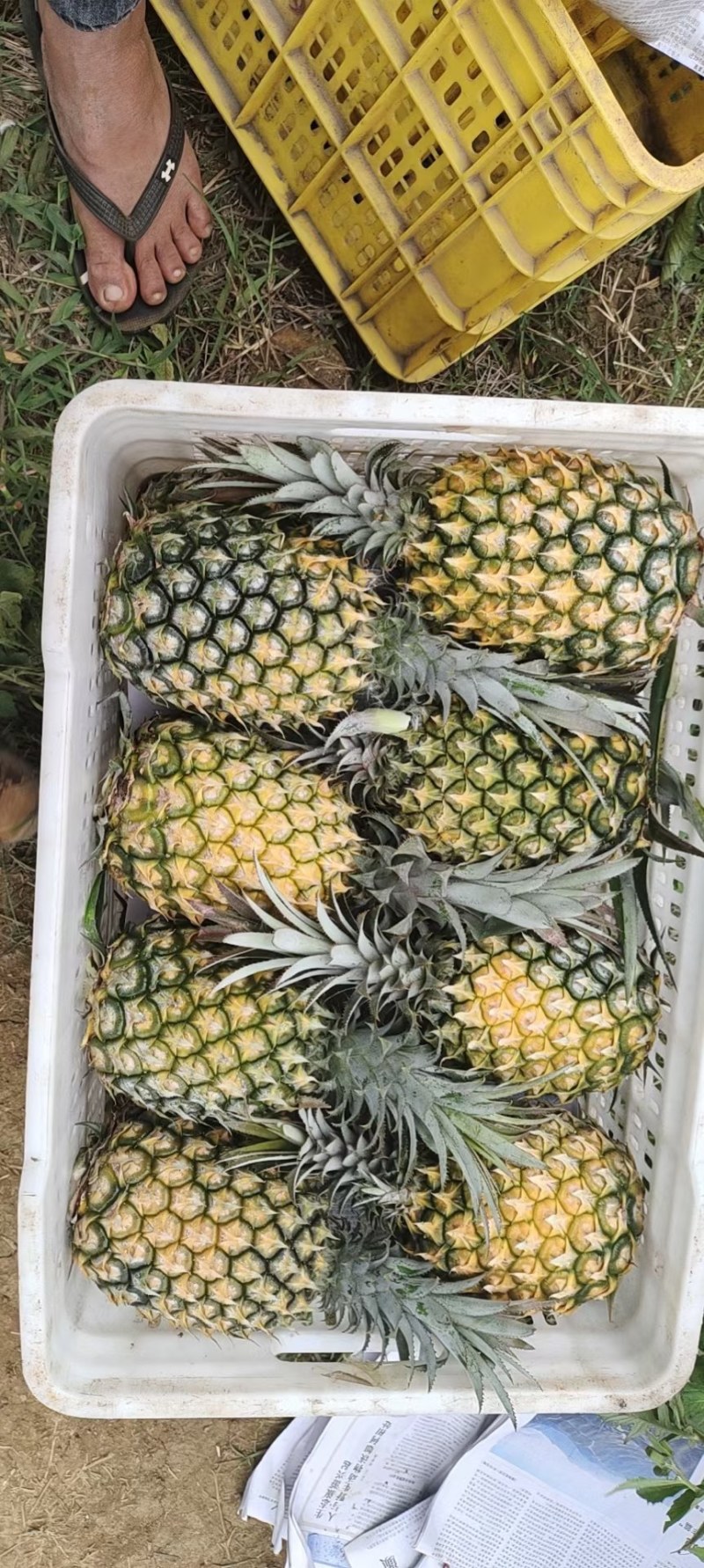 精品菠萝，来自菠萝的海。源头发货，价格便宜。