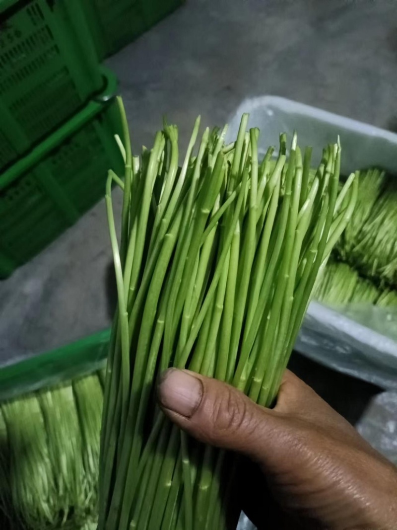 精品芦篙芦笋基地直发良心商家诚信经营
