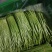 精品芦篙芦笋基地直发良心商家诚信经营