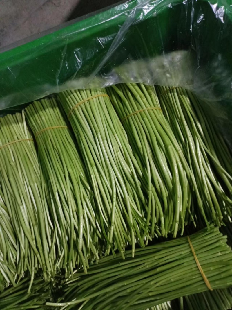 精品芦篙芦笋基地直发良心商家诚信经营