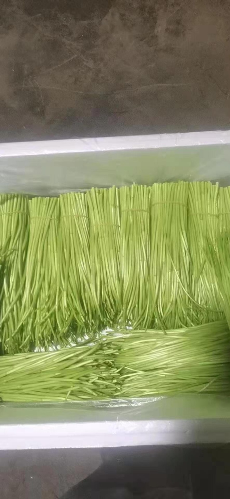 精品芦篙芦笋基地直发良心商家诚信经营