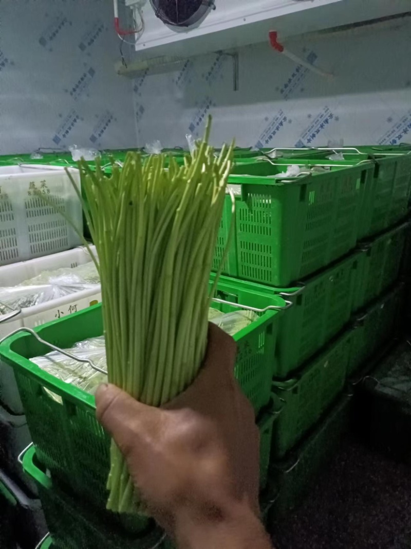 精品芦篙芦笋基地直发良心商家诚信经营