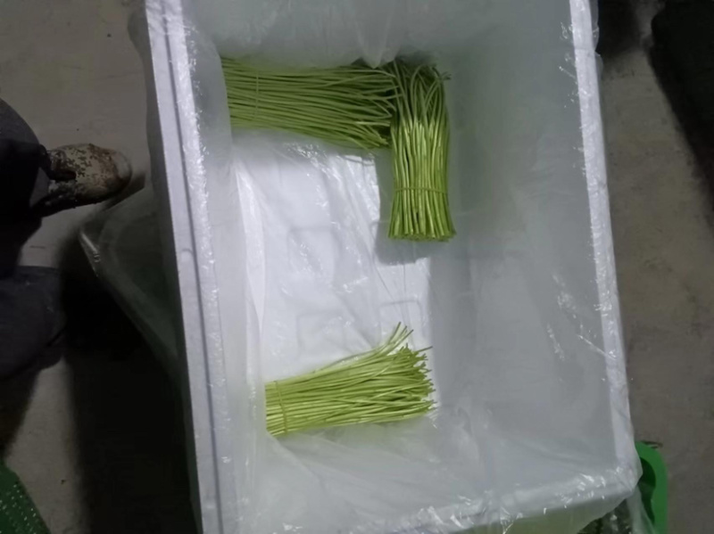 精品芦篙芦笋基地直发良心商家诚信经营