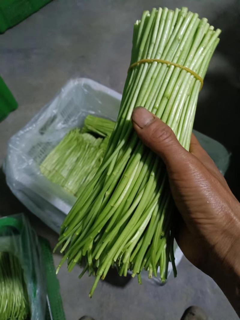 精品芦篙芦笋基地直发良心商家诚信经营