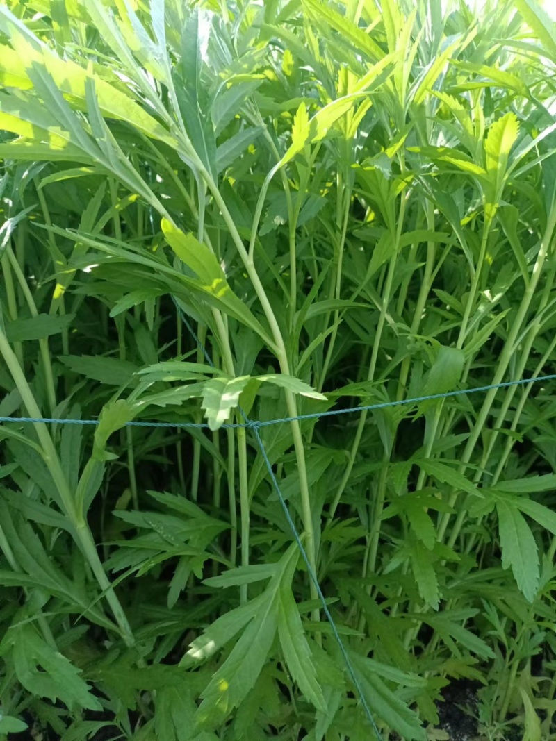 精品芦篙芦笋基地直发良心商家诚信经营