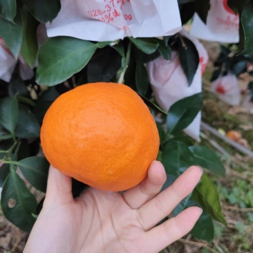 【精选】爱媛果冻橙自家种植大量上市欢迎来产地考察