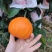 【精选】爱媛果冻橙自家种植大量上市欢迎来产地考察