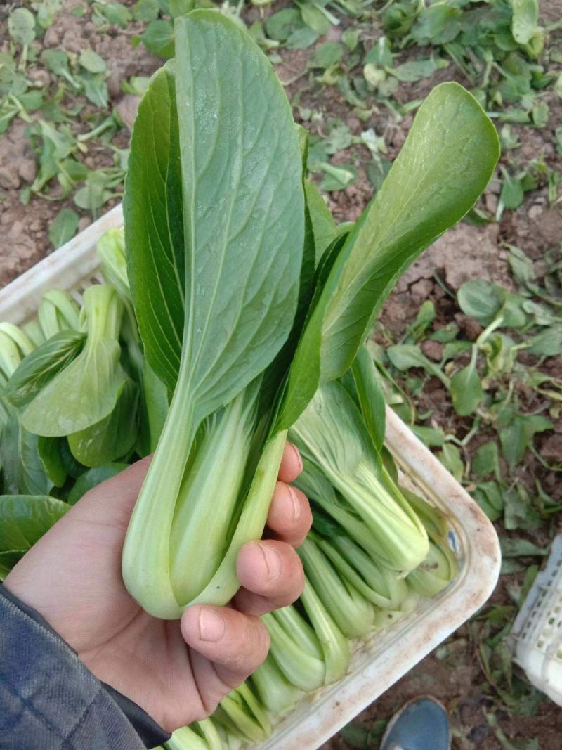 《优选》河北丛台区上海青精品油菜大量供应产地直发全国发货