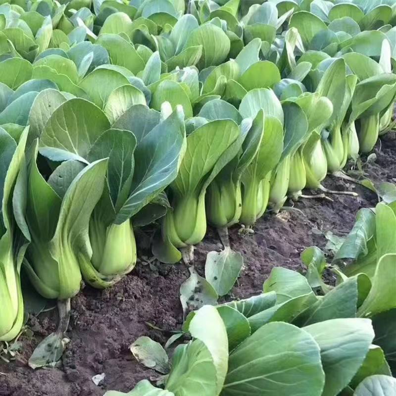《优选》河北丛台区上海青精品油菜大量供应产地直发全国发货