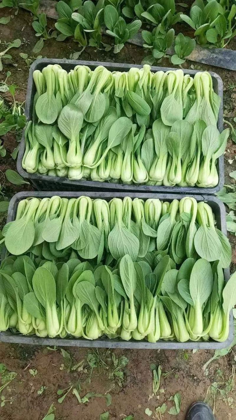 《优选》河北丛台区上海青精品油菜大量供应产地直发全国发货