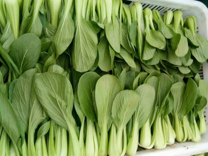《优选》河北丛台区上海青精品油菜大量供应产地直发全国发货