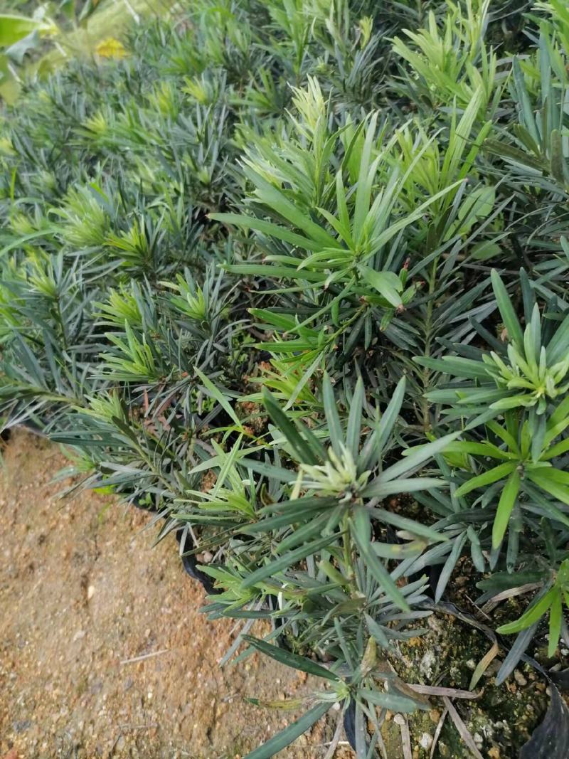 罗汉松