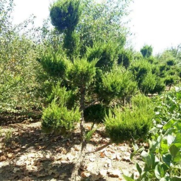 龙柏造型树