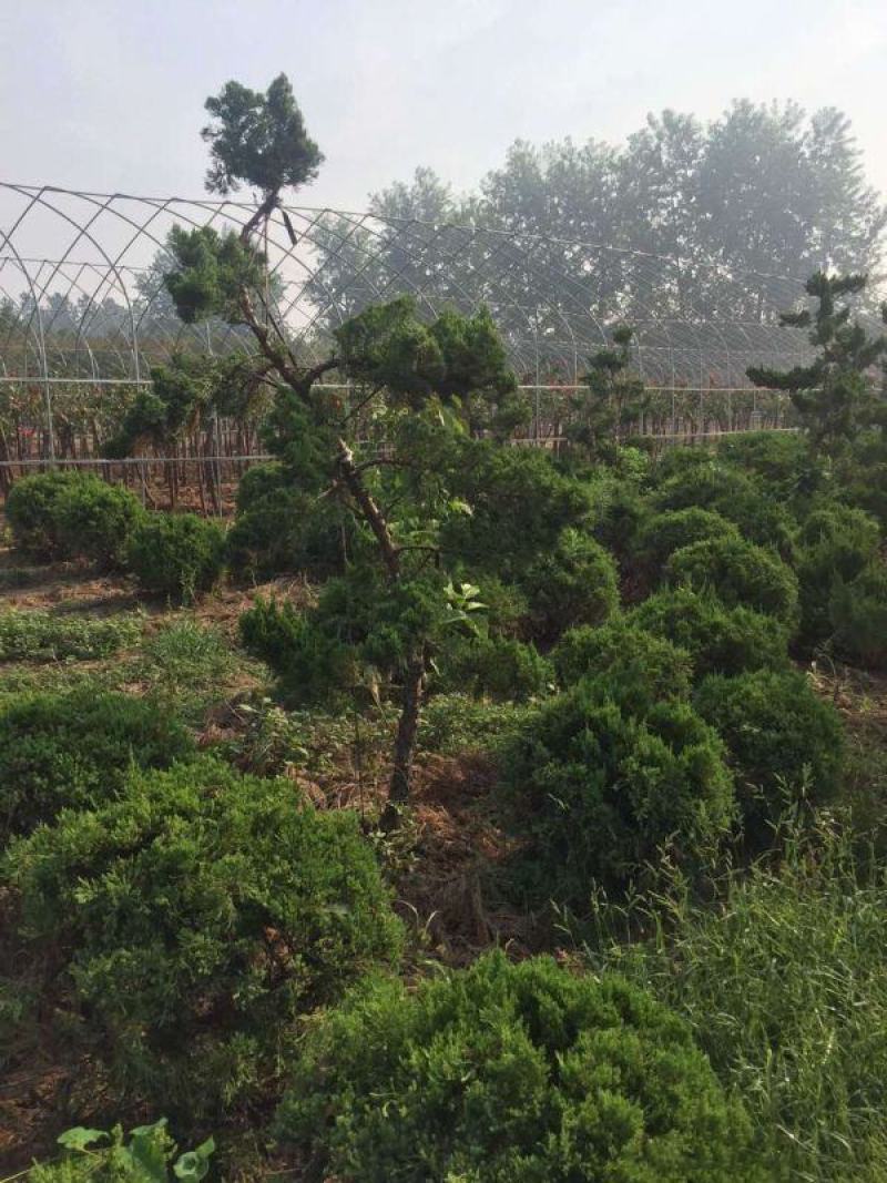 龙柏造型树
