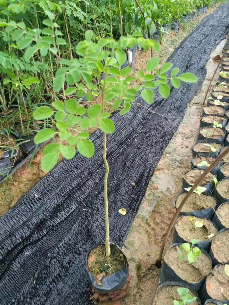 辣木苗