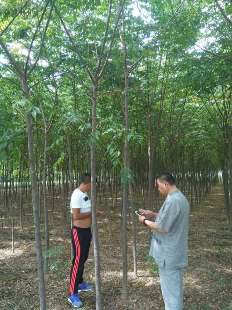 苦楝树