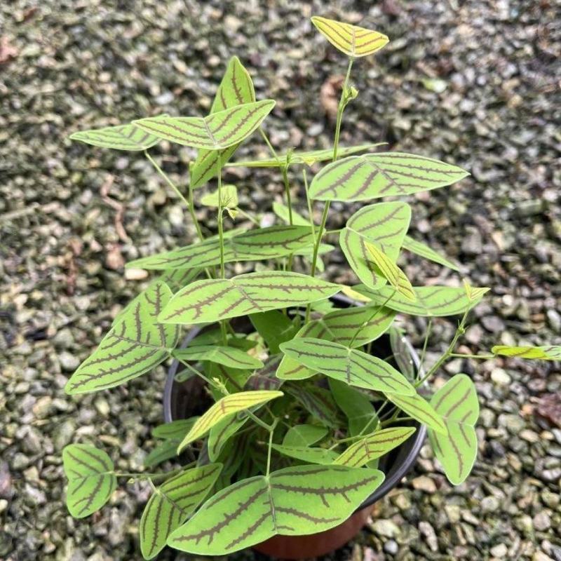 进口飞机草种子蝙蝠草籽飞机草蝴蝶花室内外观叶花卉绿植盆栽