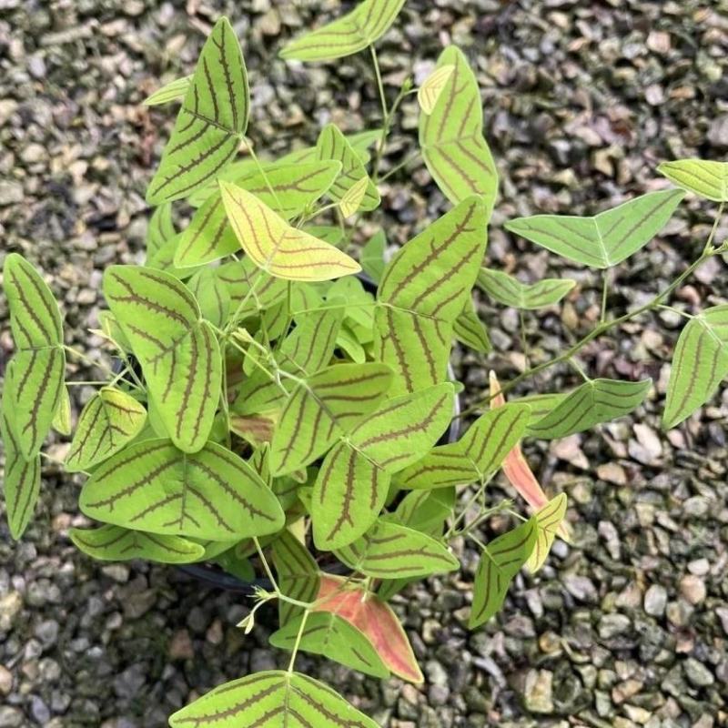 进口飞机草种子蝙蝠草籽飞机草蝴蝶花室内外观叶花卉绿植盆栽