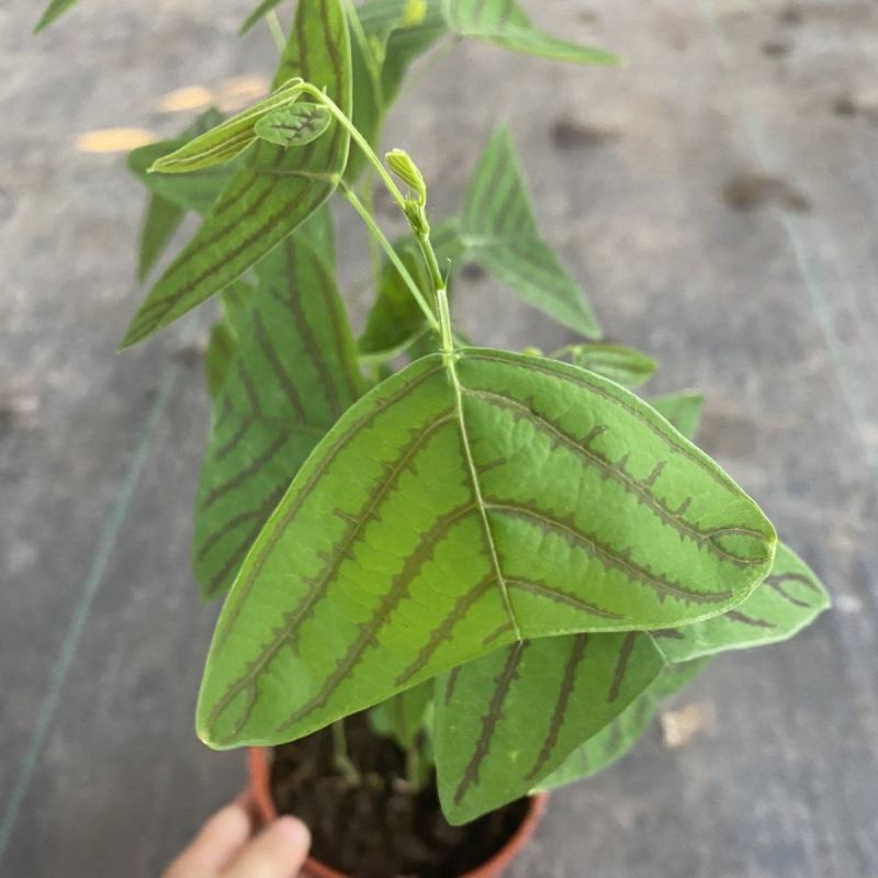 进口飞机草种子蝙蝠草籽飞机草蝴蝶花室内外观叶花卉绿植盆栽