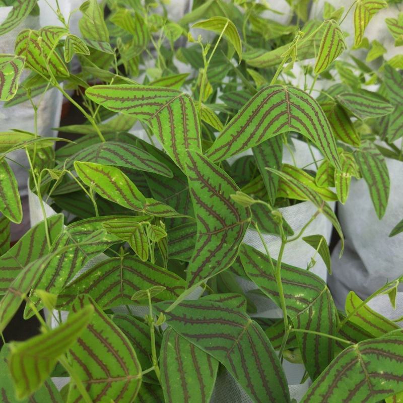 进口飞机草种子蝙蝠草籽飞机草蝴蝶花室内外观叶花卉绿植盆栽