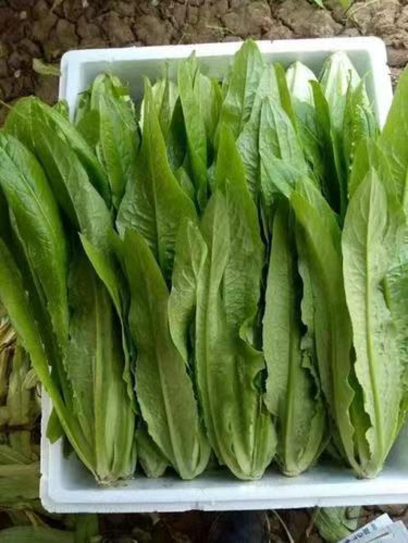 河北精品油麦菜，基地直供品质保证量大从优可对接商超