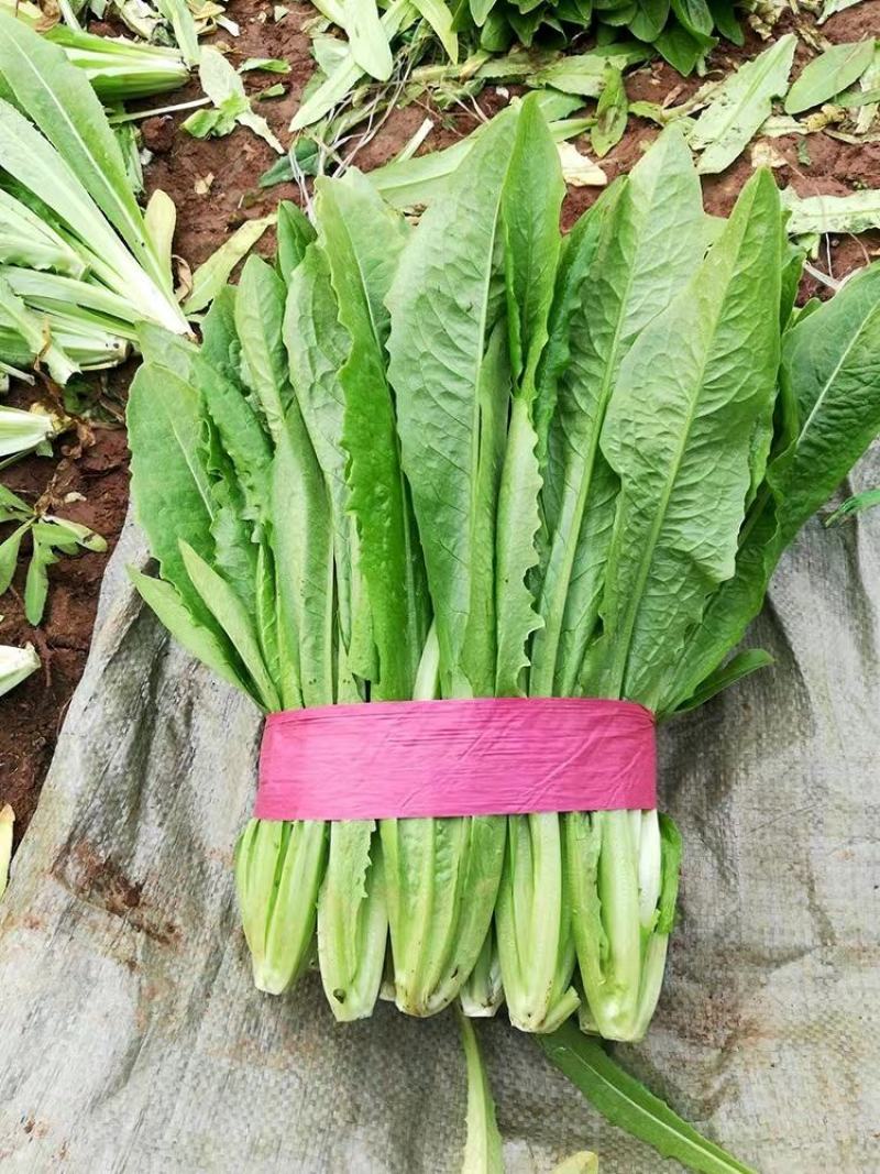 河北精品油麦菜，基地直供品质保证量大从优可对接商超