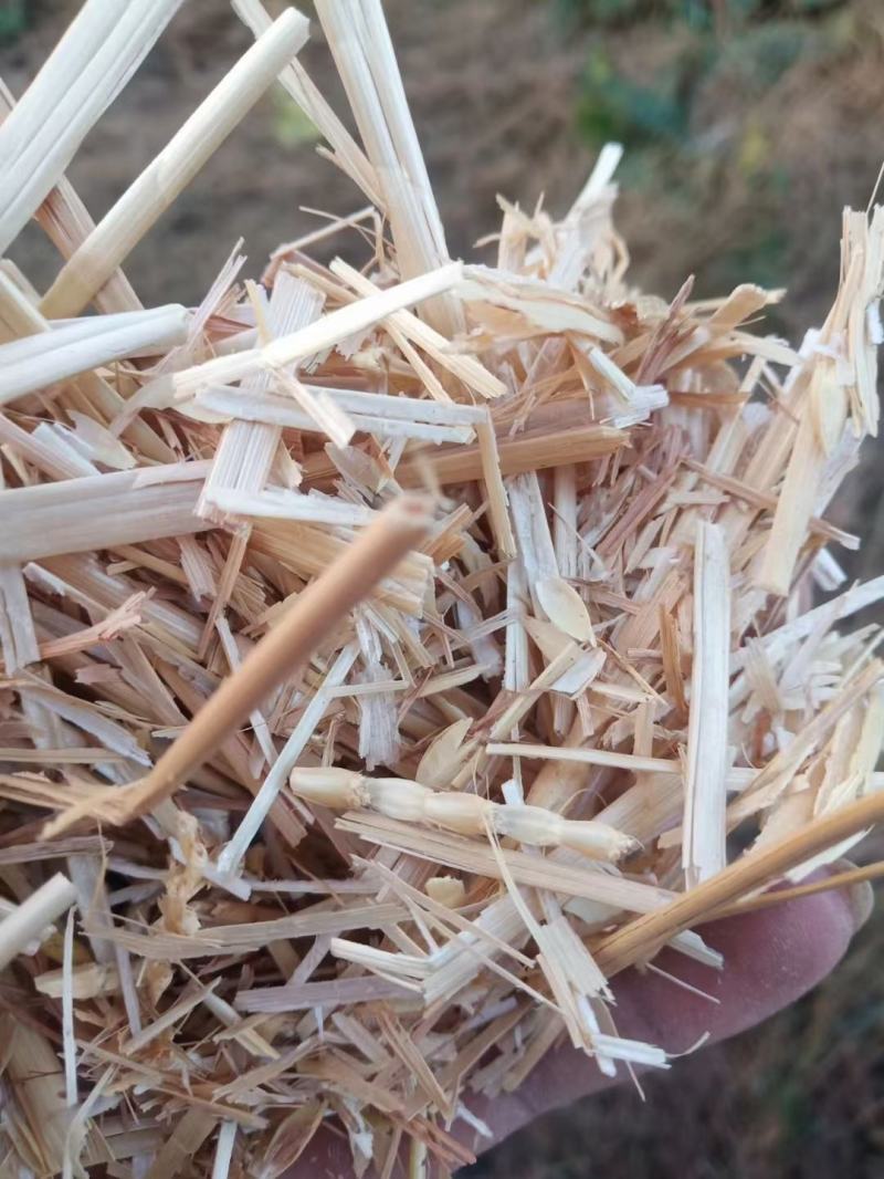 小麦草批发麦草秸秆，优质无土无膜的优质小麦草，需要的联系